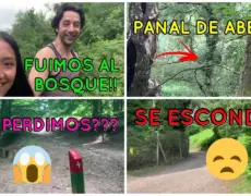 Descubre el encanto natural de Cannock Chase: un destino imperdible para tu próximo viaje de turismo en Staffordshire