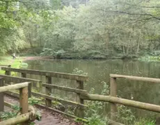 Descubre la belleza natural de Cannock Chase: un destino imperdible para el turismo y los viajes en Staffordshire