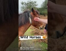 Descubre la magia de montar a caballo en el Parque Nacional de New Forest: Una experiencia única de turismo ecuestre