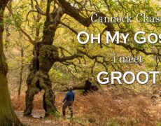 Descubre la belleza natural de Cannock Chase en una caminata turística imperdible